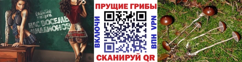 Псилоцибиновые грибы Psilocybe  закладки  Тавда 